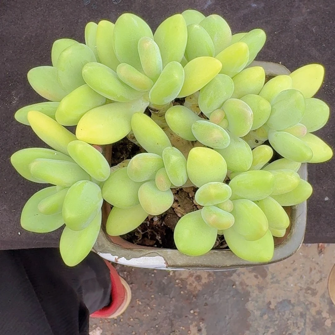 kk美人多肉一物一拍