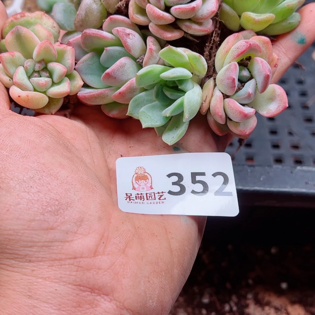 修****多肉植物多肉植物