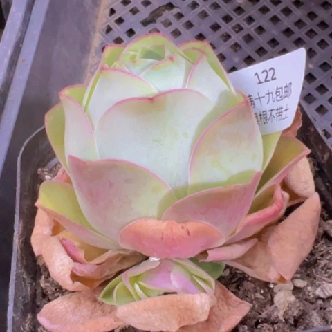 122 裸根不带土发货