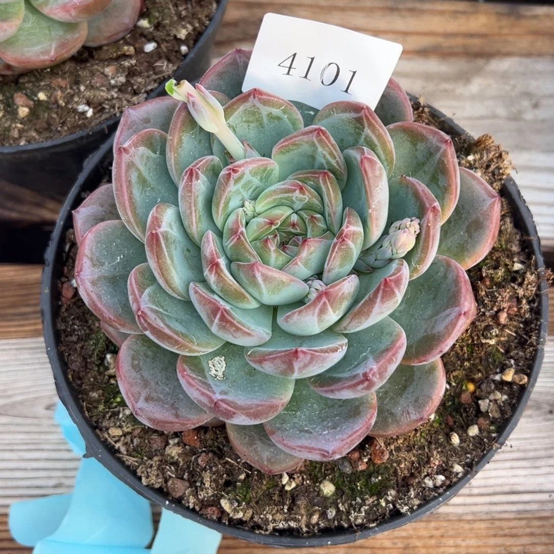 n**z4101多肉多的饿饿饿饿