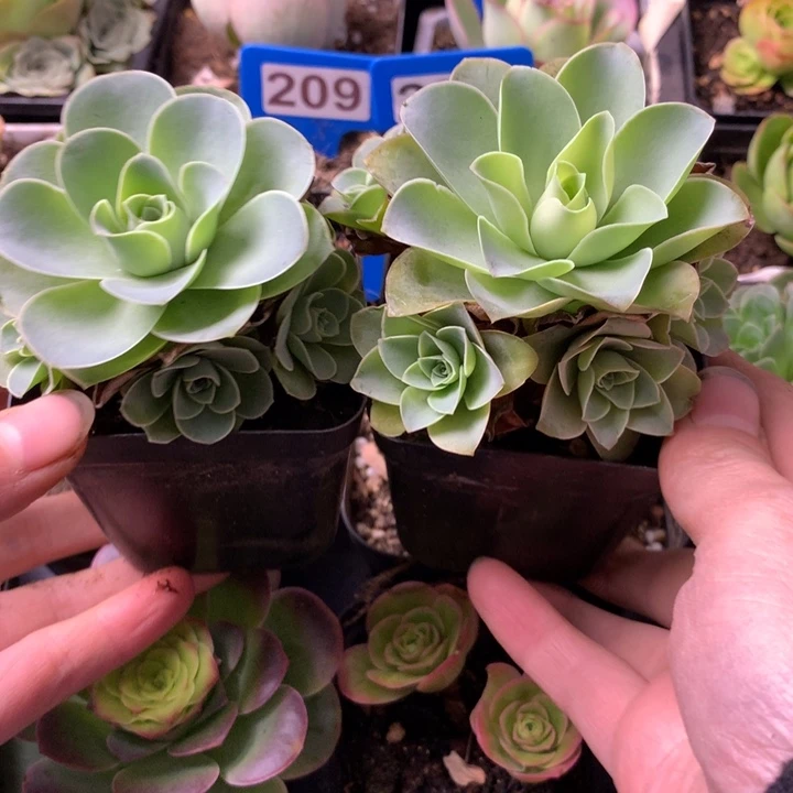 一物一拍清风挽011