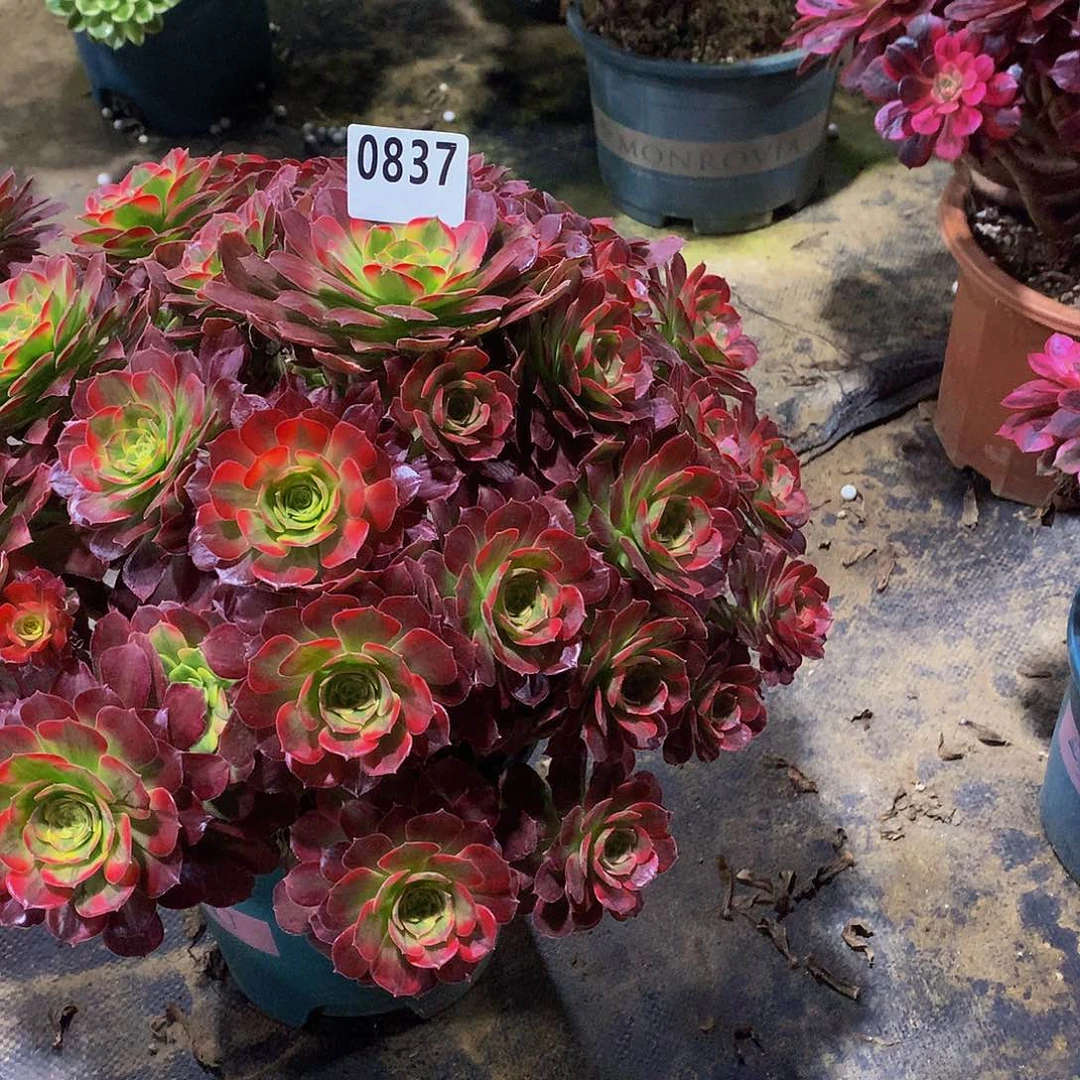 长****庄多肉安娜.0837.00000