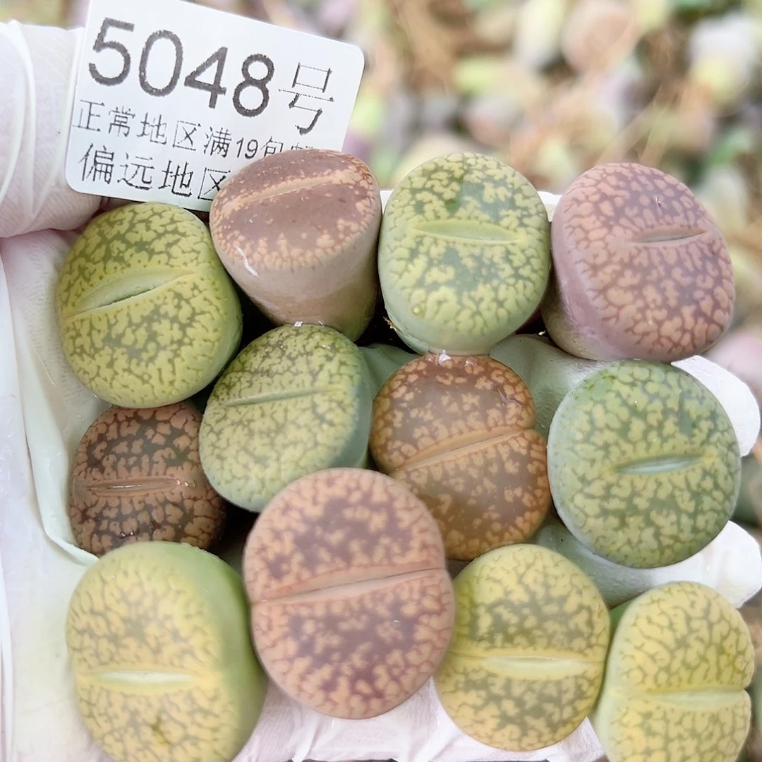 5048 好养易活生石花大母本12个2cm左右