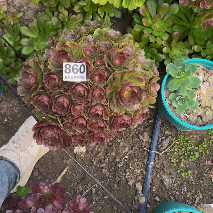 拉丝花27-0包邮花花