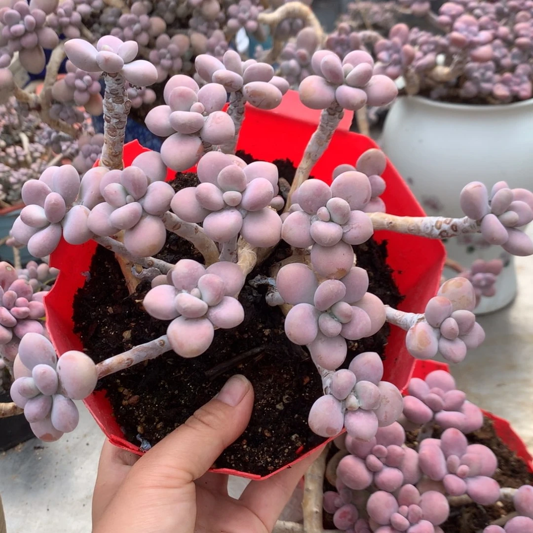 桃蛋老桩有砍56号