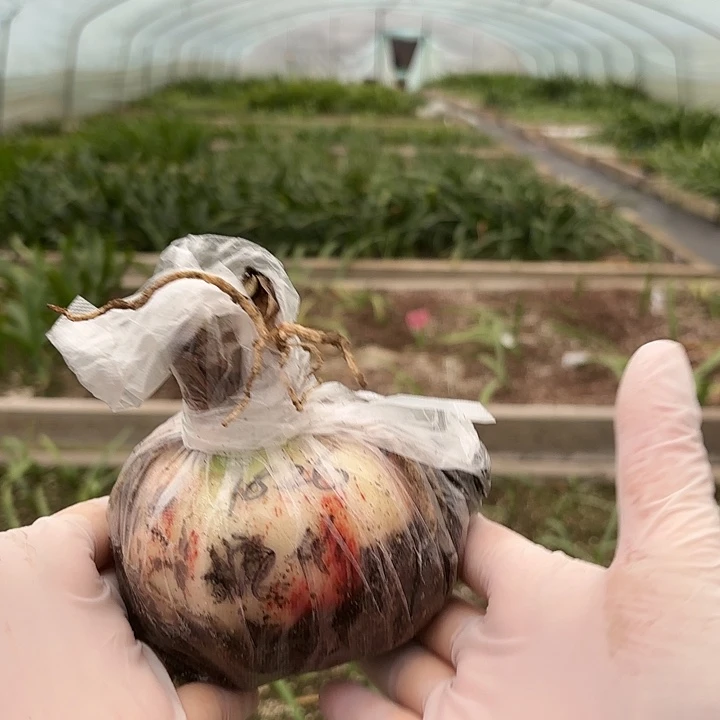 远****9糖果仙女9左右带土1826