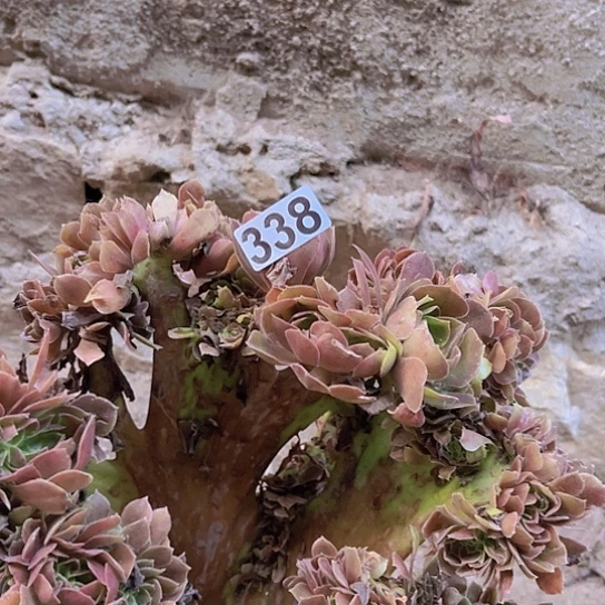 *****多肉植物一个法师