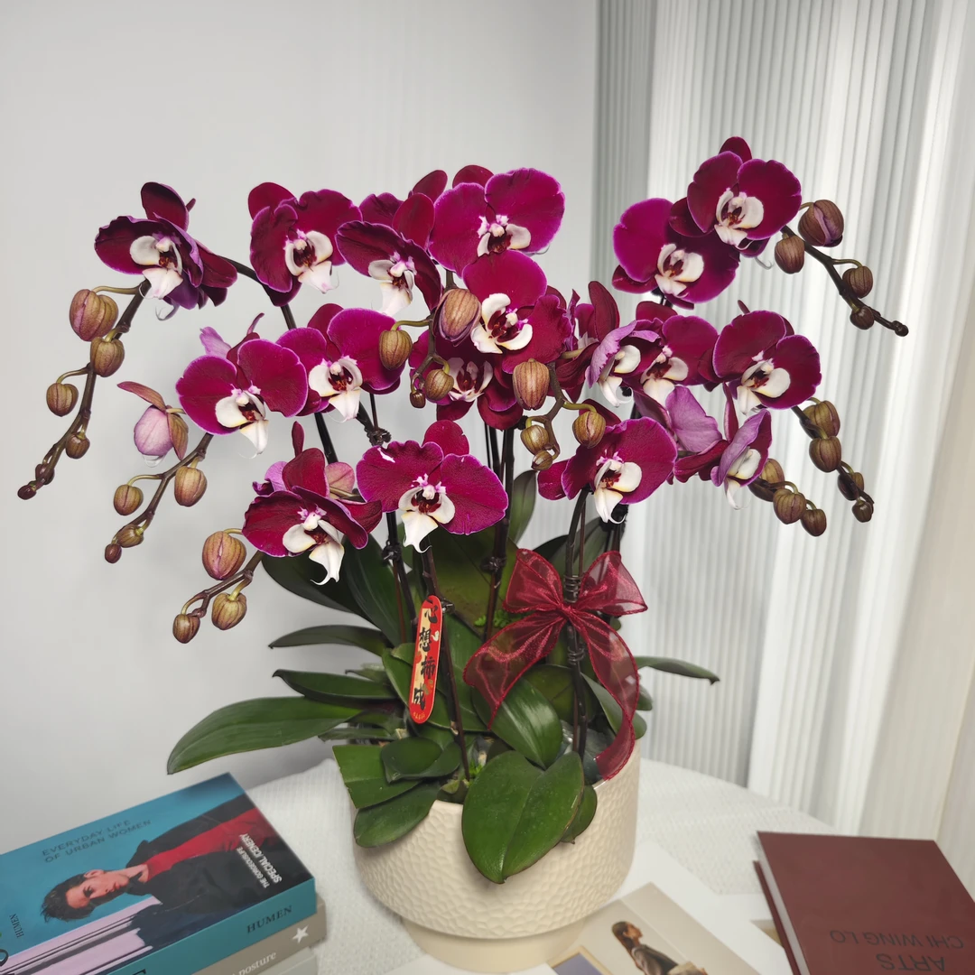 蝴蝶兰<米歇尔>欧品胭脂红色大花 鲜花绿植 带花带花苞 送人送礼