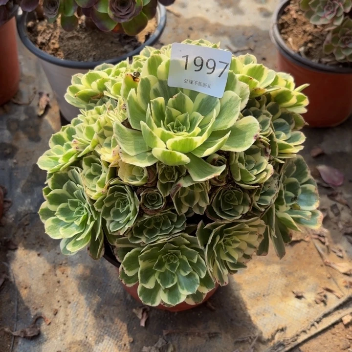 迈巴赫多肉处理不包断头1997