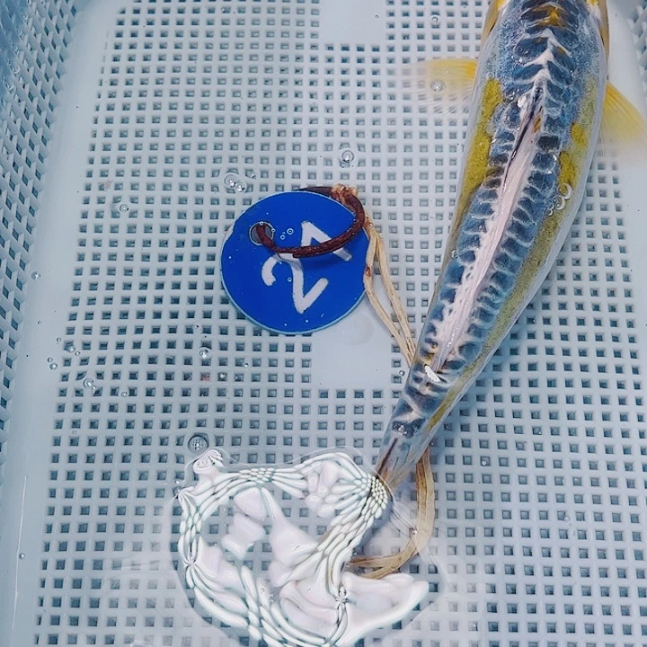 海水鱼锦鲤观赏鱼21