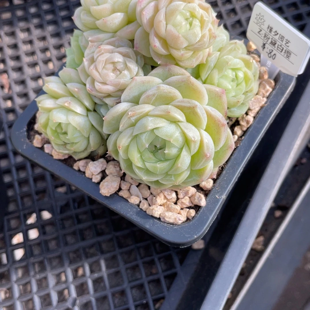 差****Z2935粉黛白樱新品