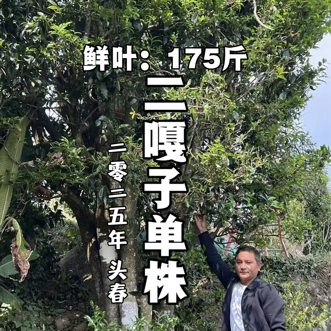 【新茶上市】2025年 邦旭 二嘎子单珠 头春野生古树 普洱茶生茶散茶