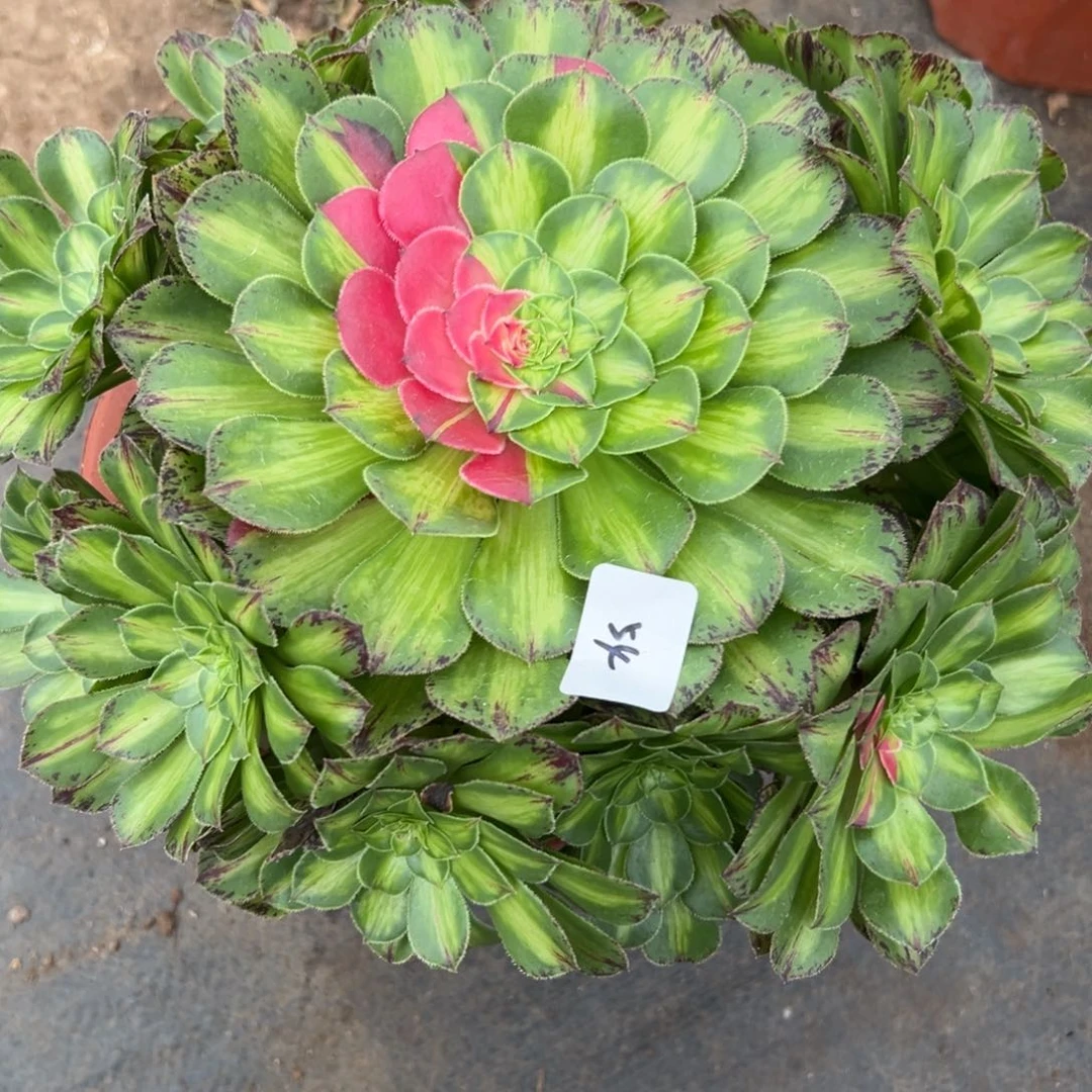 54知否多肉植物系