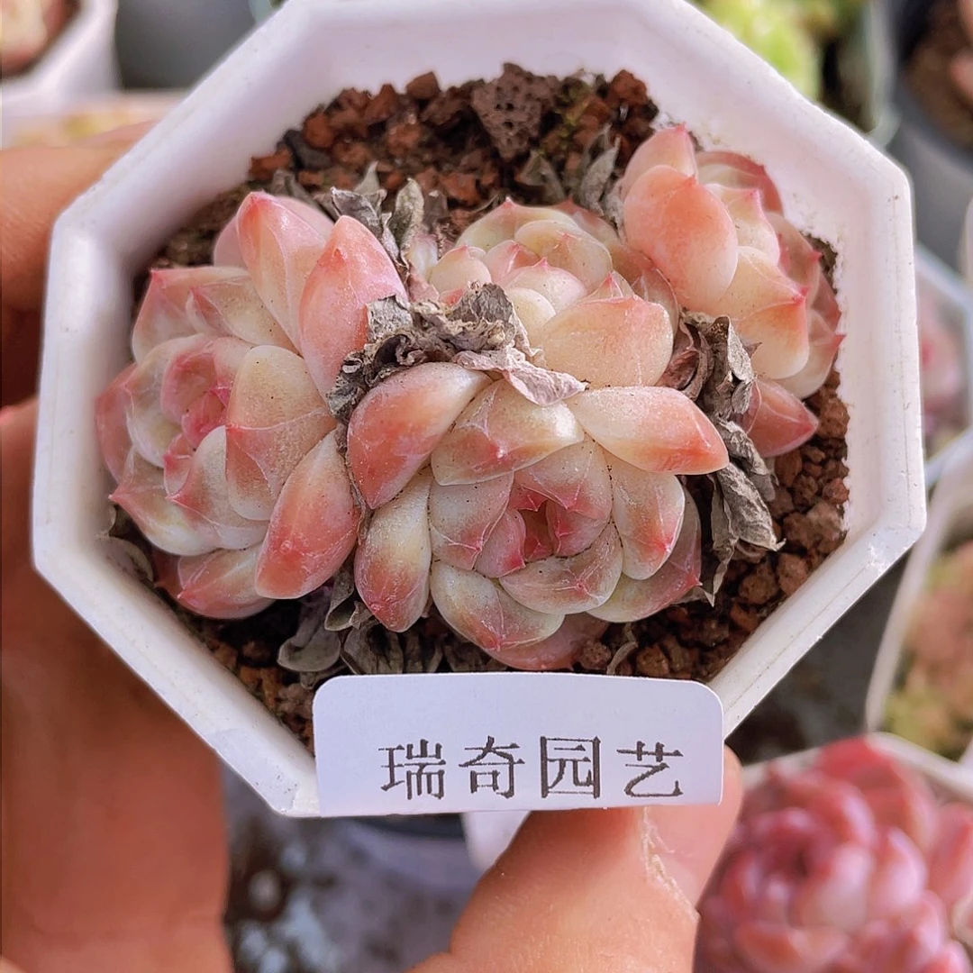 000000000000033量拍