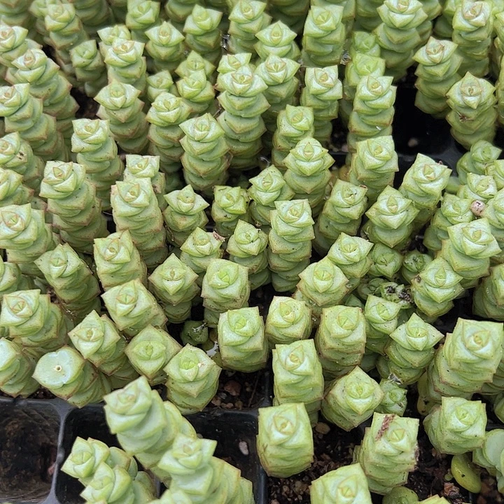 钱串苗3颗多肉植物