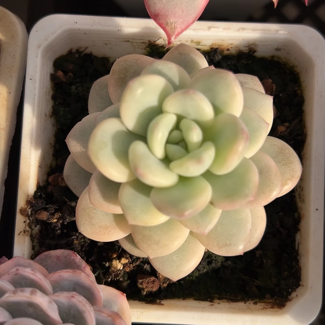 白马香水锦多肉植物