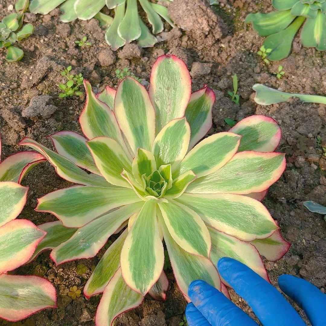 魅影多肉植物单头