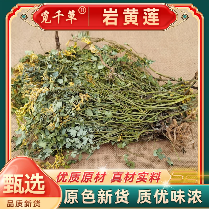 【新货岩黄连】胡岩连土黄连新货岩黄莲整株晒干崖黄莲另有枸杞泡水