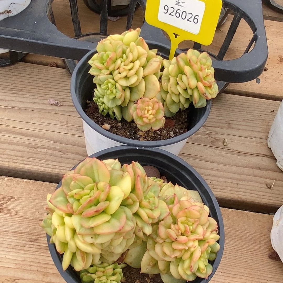 依*哈金汇园艺，926026腊牡丹锦2棵