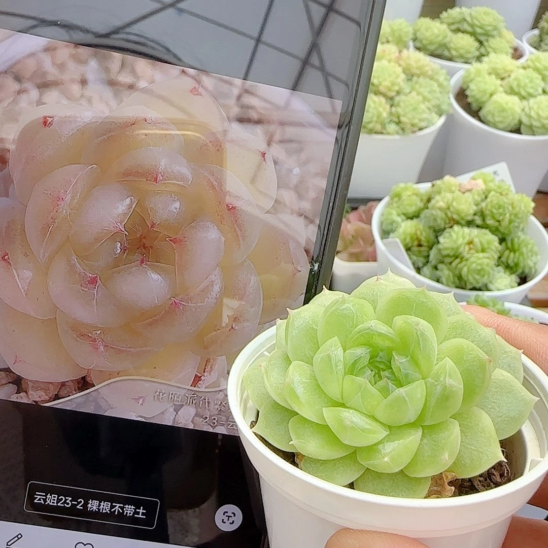 【闪购商品】0919-26（云朵23-2）