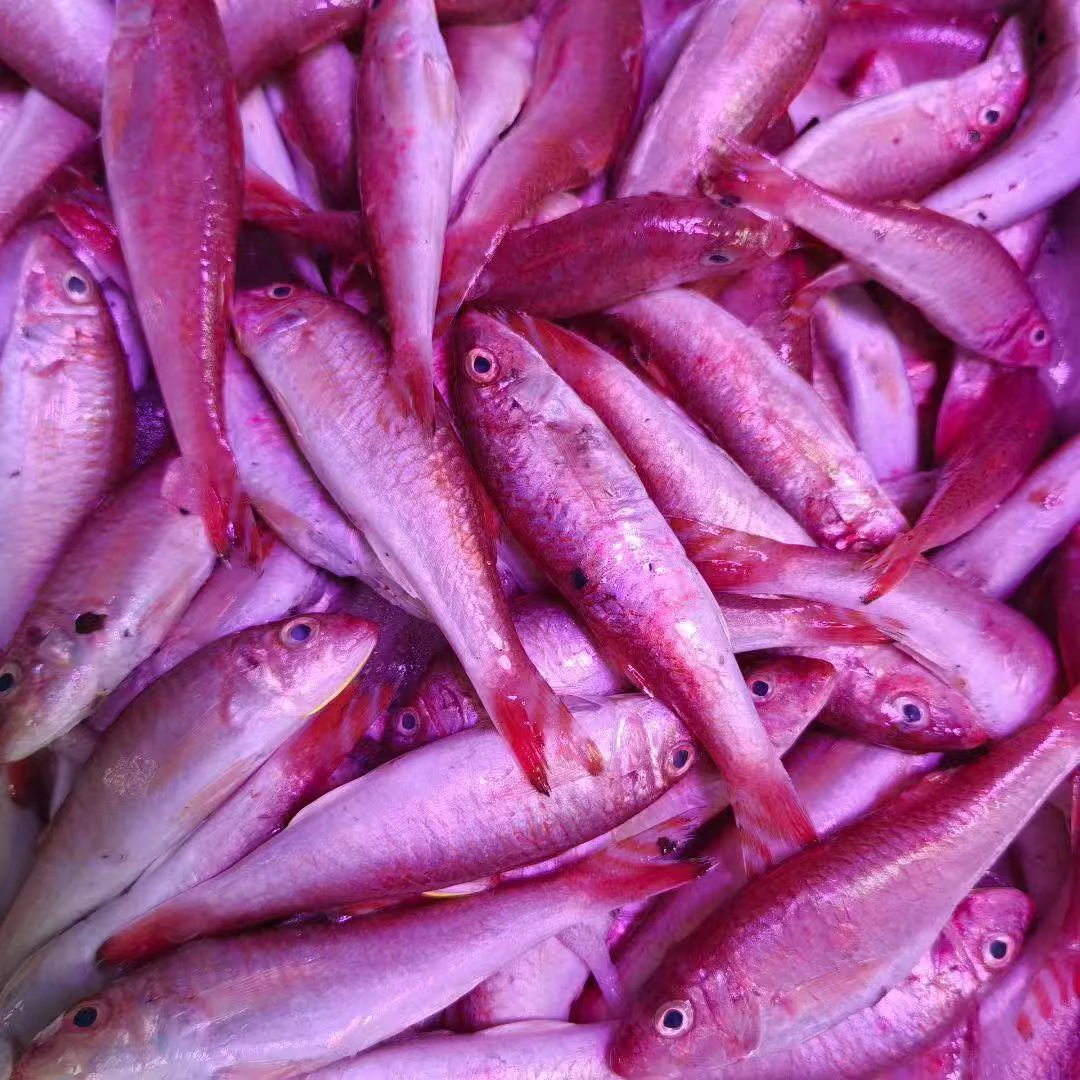 汕尾本港红鱼（肉质细嫩）