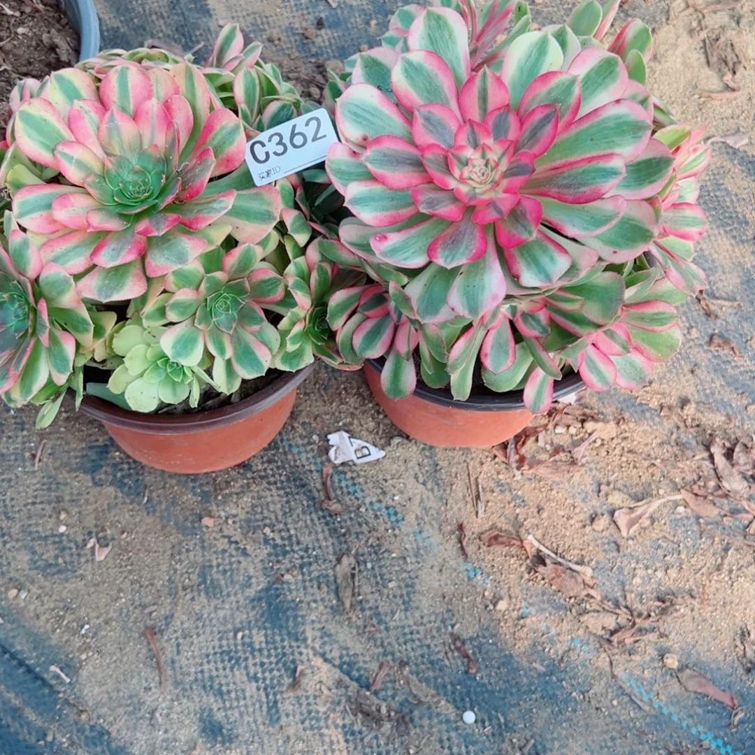362两颗组合多肉植物法师多肉