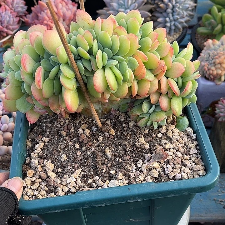 多肉植物一物一拍