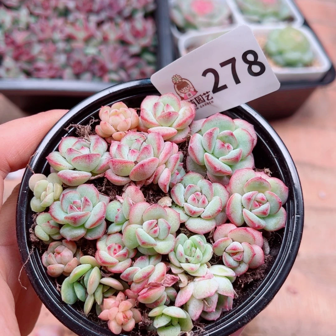 多肉植物多肉植物