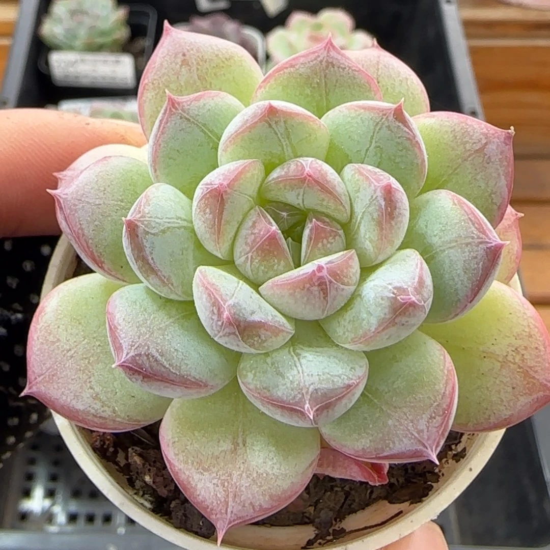 多肉1013--245福利