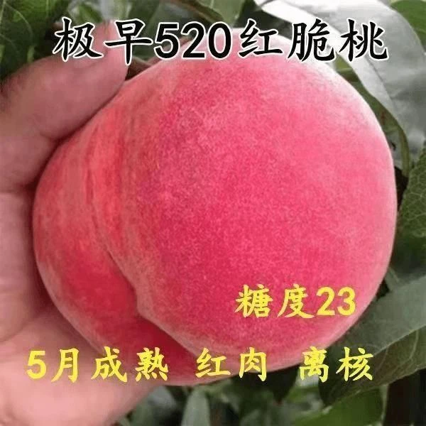 早熟桃树苗 嫁接极早520红脆桃 五月熟红肉离核美脆桃南北方种植
