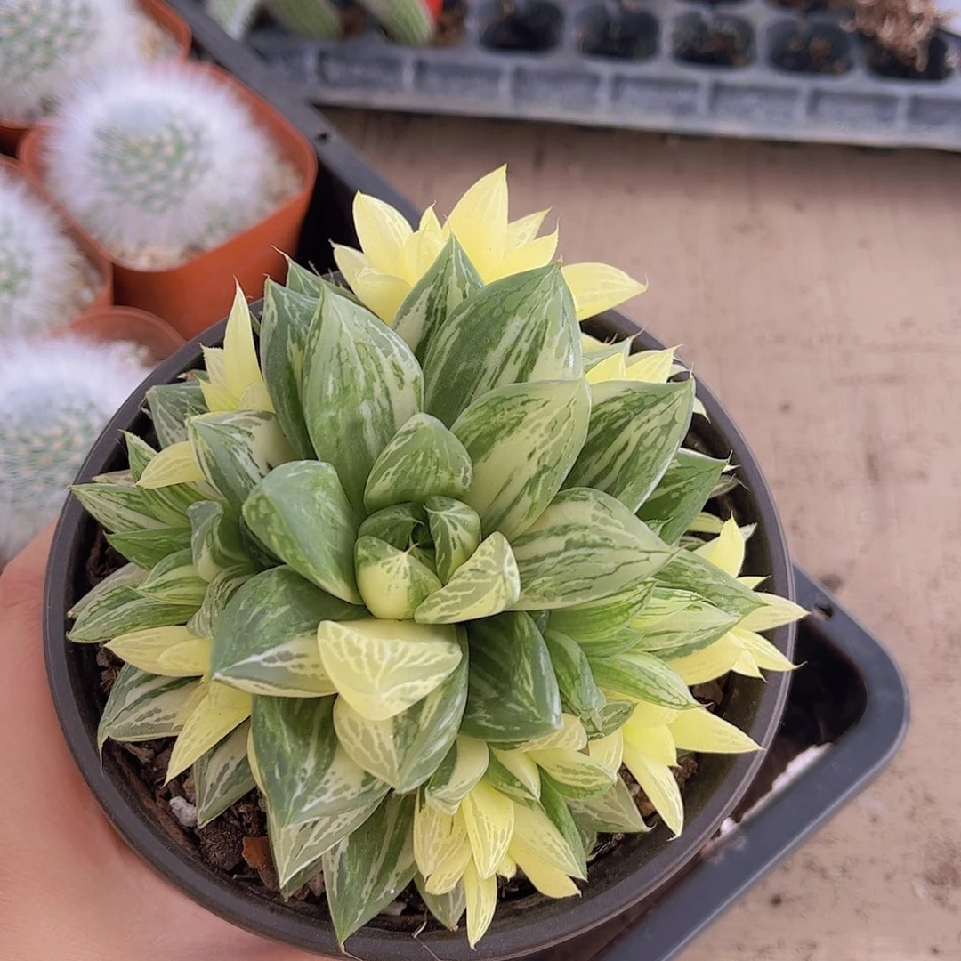 宝草锦多肉植物玉露