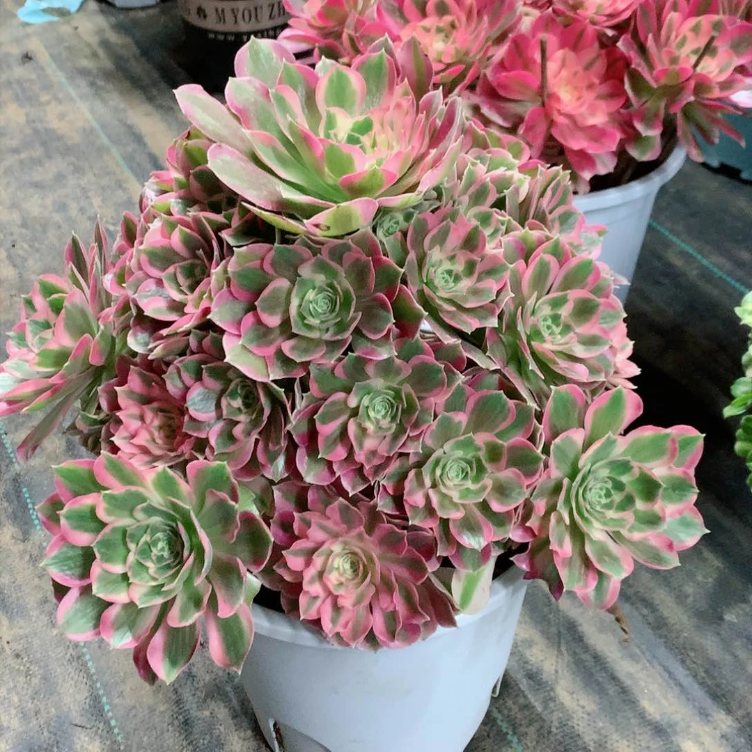 【闪购商品】李*叶落莎，多肉