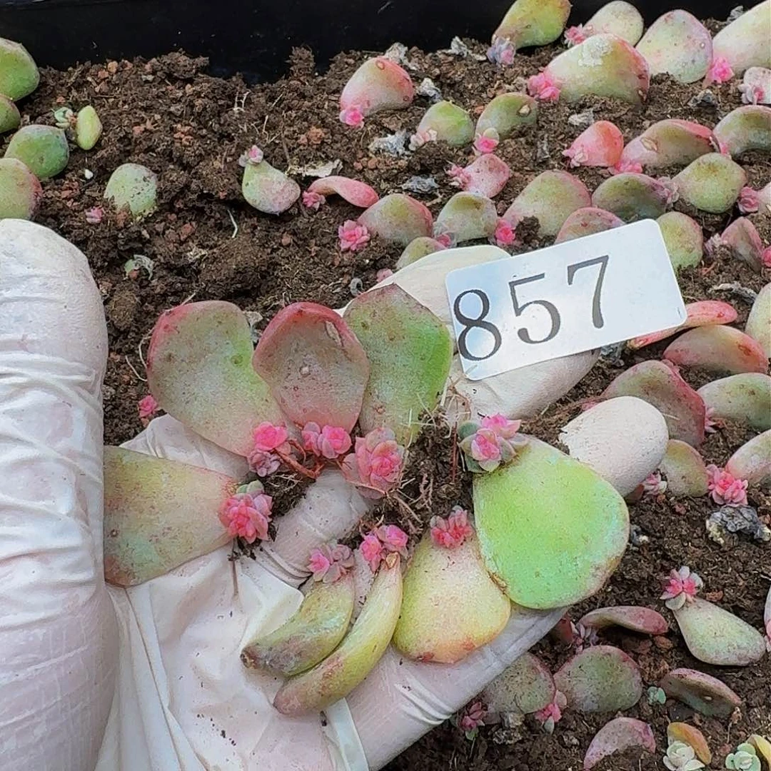 黑***妮多肉植物多肉植物857