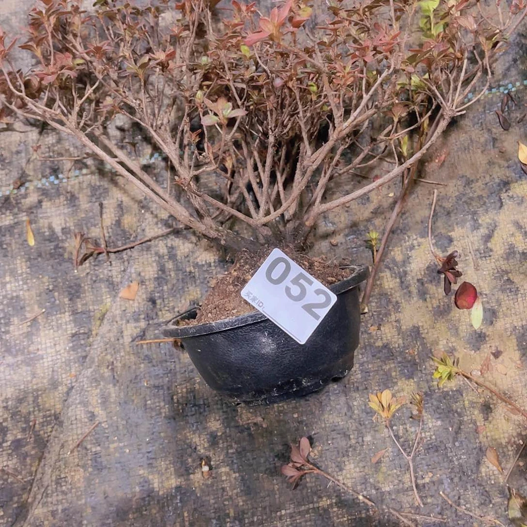 红陶直播时间一定一定