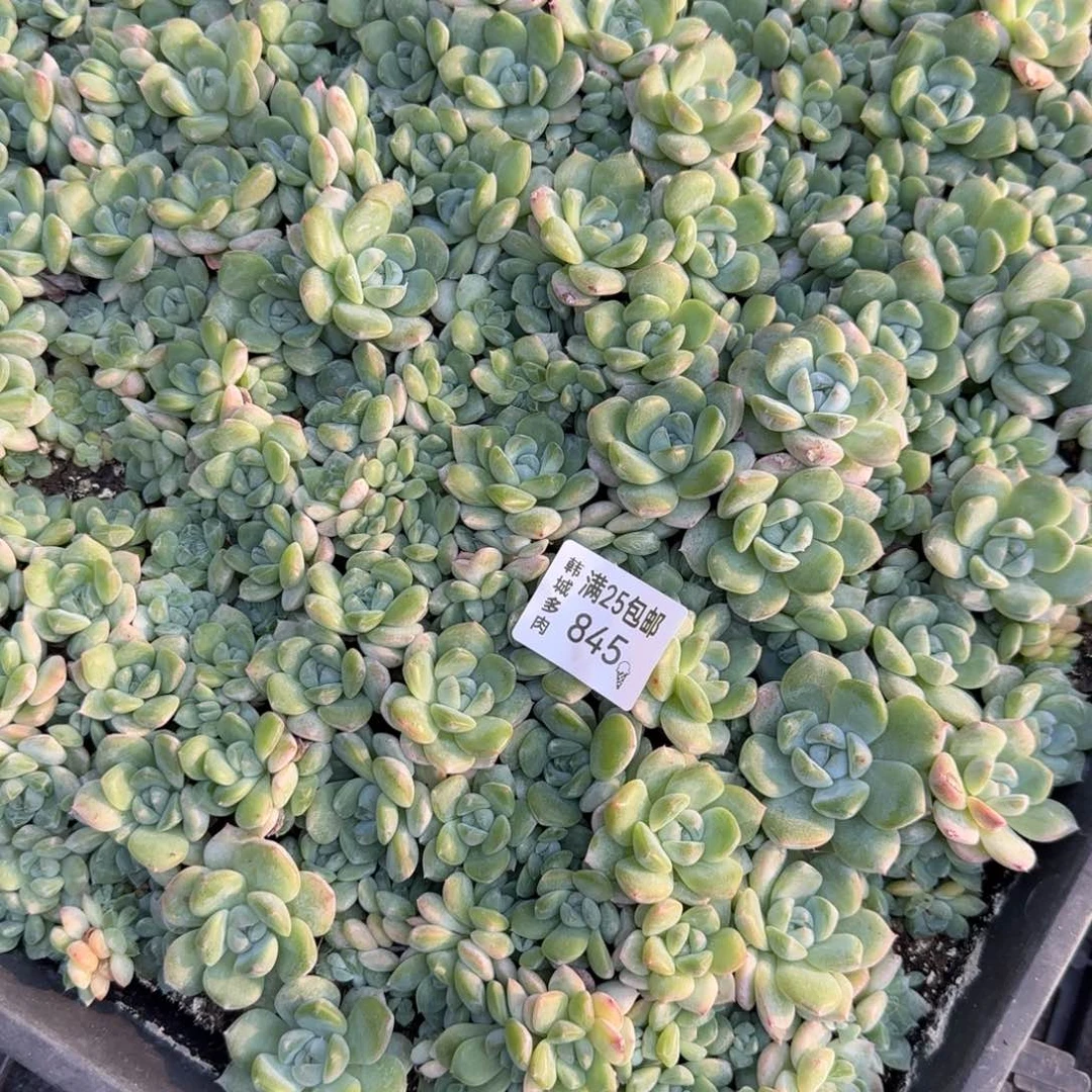 845 号一盘满20包邮