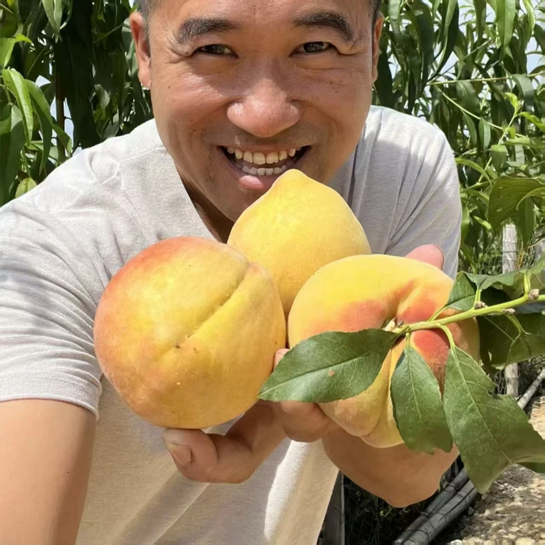 【助农专链】湖南露天锦绣黄桃现摘现发脆甜多汁新鲜应季水果