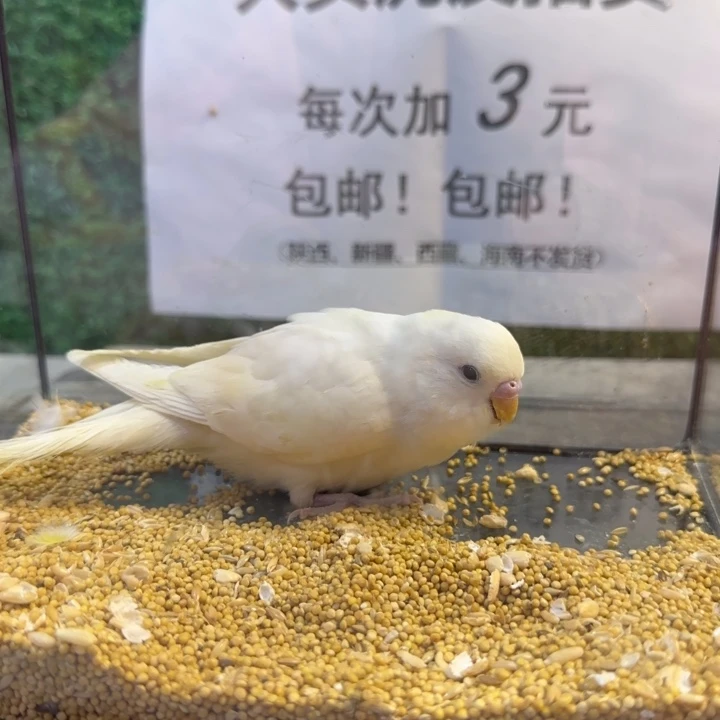 虎皮鹦鹉大头虎皮鹦鹉