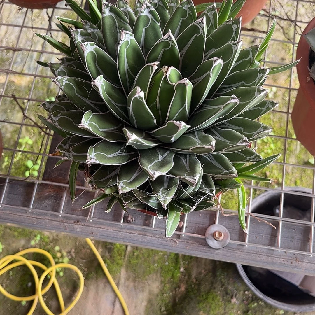 米***爷世之雪龙舌兰花卉绿植