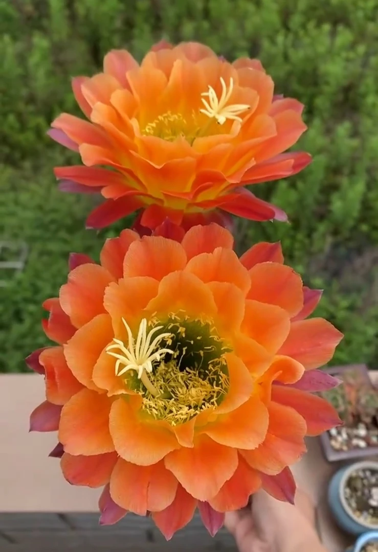 满18包邮 （自根毛花柱）杏光辉