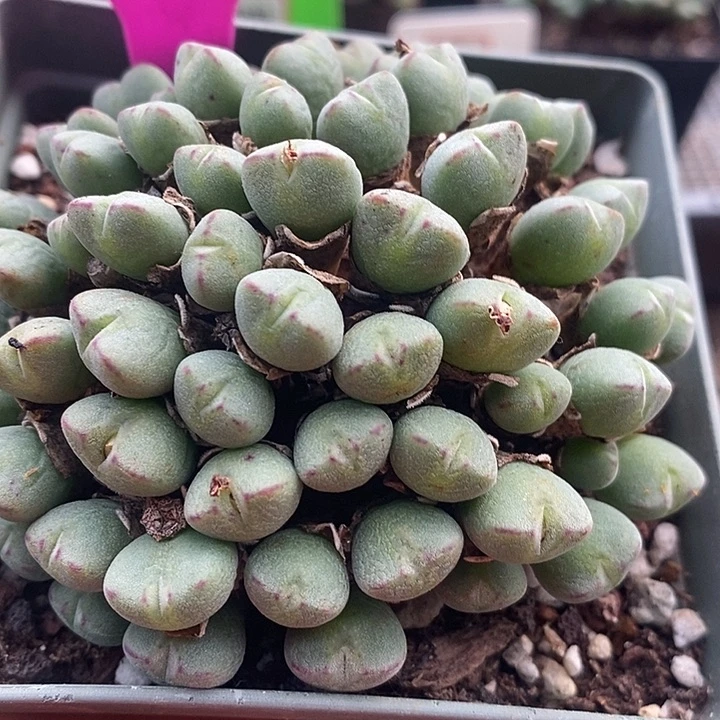 这么好呀这么用还没988