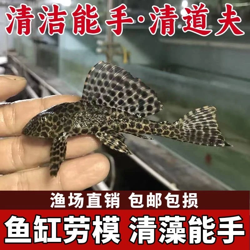 豹纹清道夫热带观赏鱼清洁鱼缸吃垃圾粪便藻类残饵