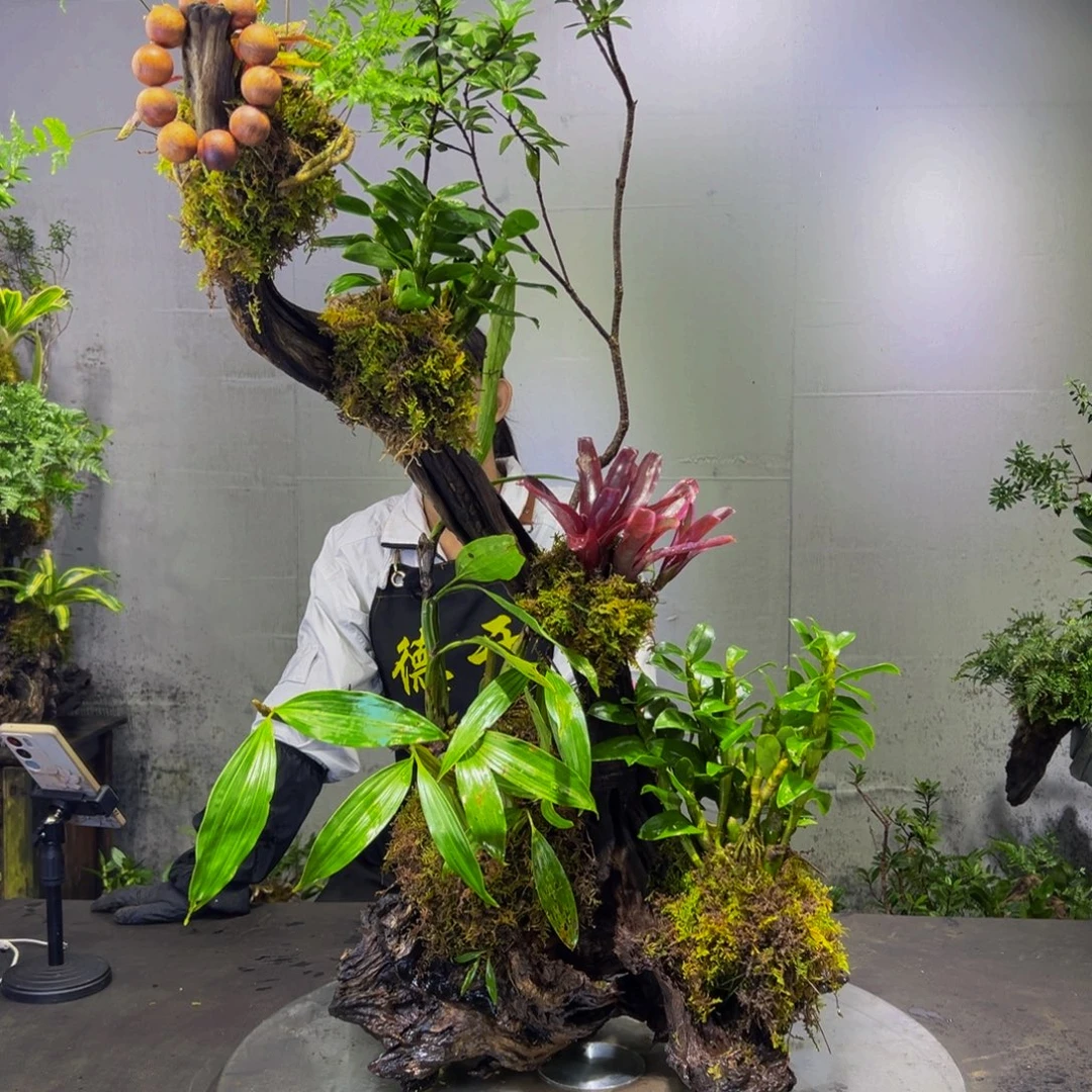 无花朵九色木，室内风化木绿植，一木一景！