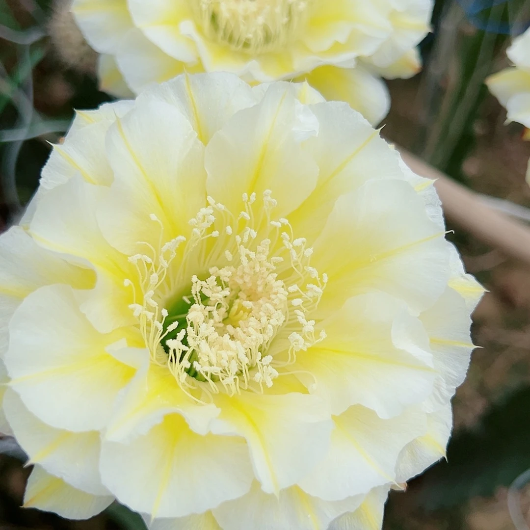 *****彩草 初雪 侧芽 满20包邮