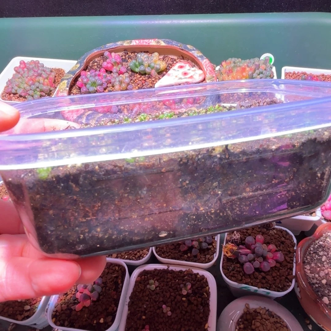 l***范1套播种套盒专拍