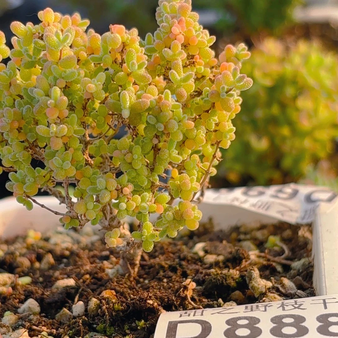 小****?小小米888。