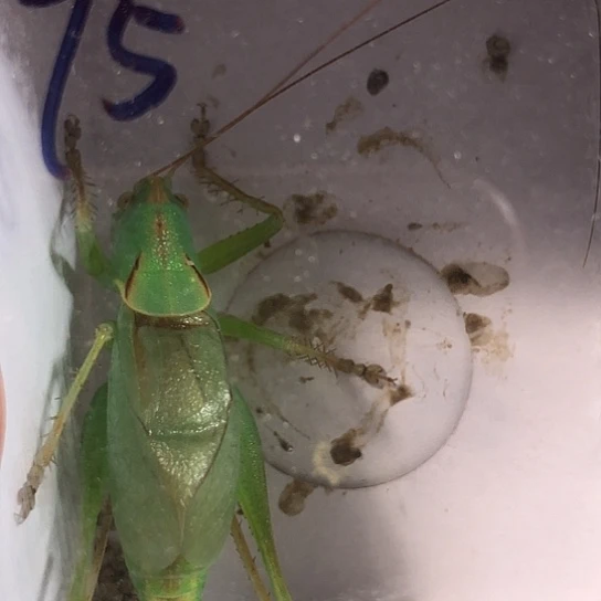 捣***糊蟋蟀333333333333333