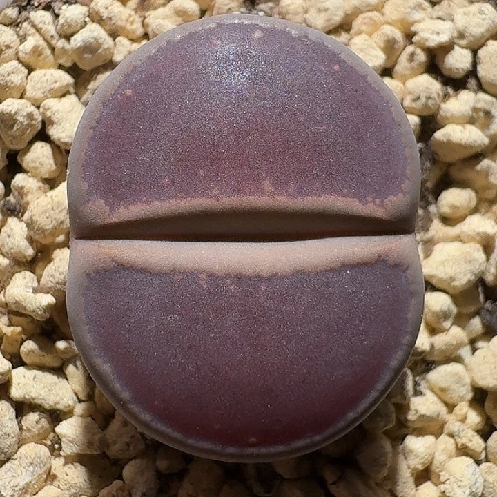 生石花111122。  丝绒质地。  299