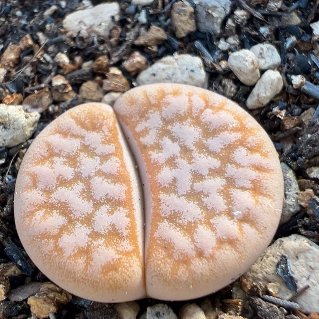 123多肉植物百科拿铁