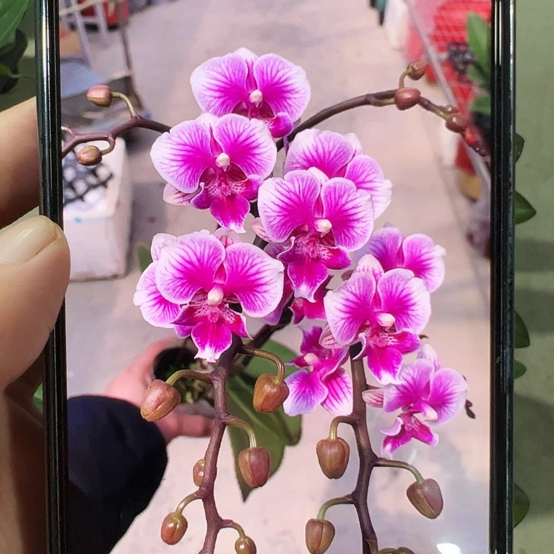 当前无花栽培后可以开花可爱多，凑单发货