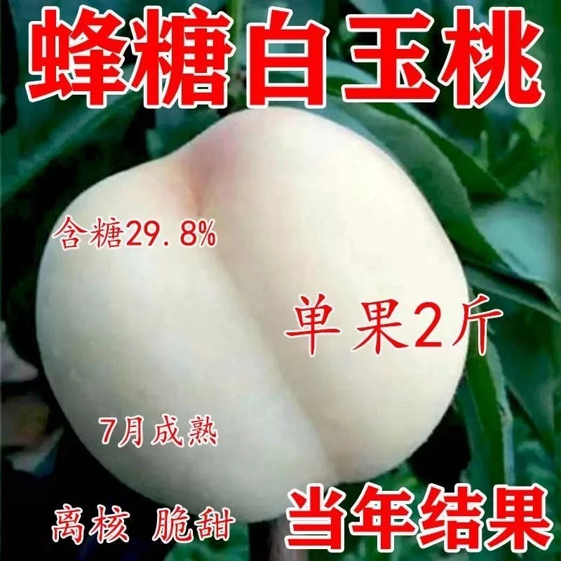 嫁接蜂糖白玉桃树苗南北方种植特大果树苗当年结果果大果多